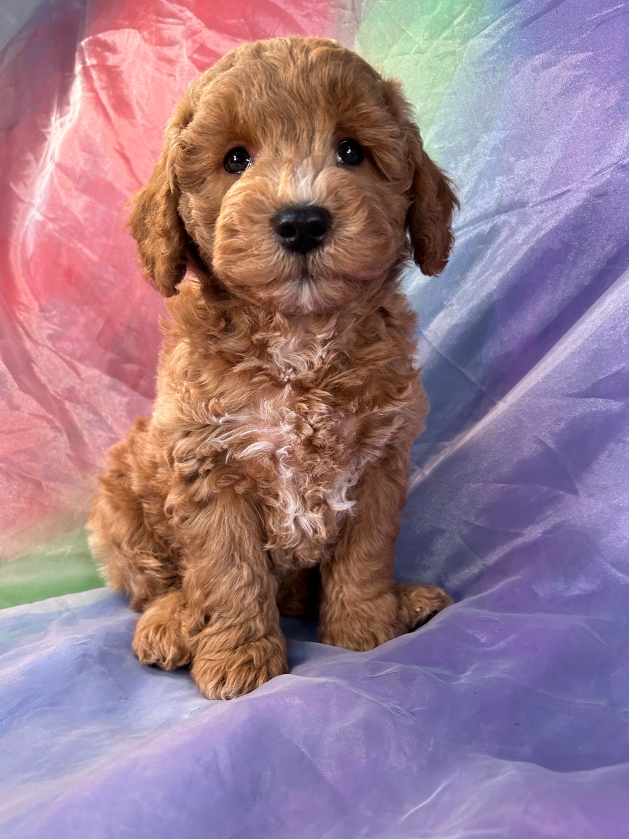Male Schnoodle Puppy for Sale in Iowa DOB 10-28-2022